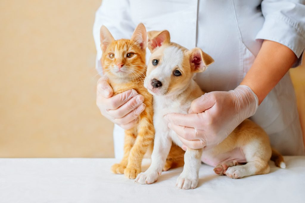 Como prevenir problemas no trato urinário de cães e gatos?