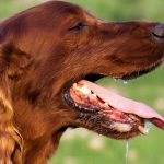 Meu cachorro baba muito, o que fazer?