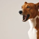 Quais raças de cachorro latem mais alto? Descubra agora!