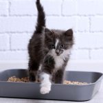 Gato filhote usando caixa de areia