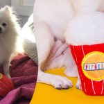 Pelúcia para cachorro da Petiko