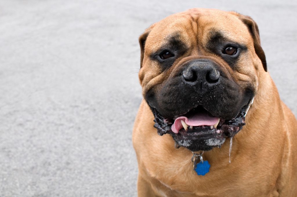 Meu cachorro baba muito, o que fazer?