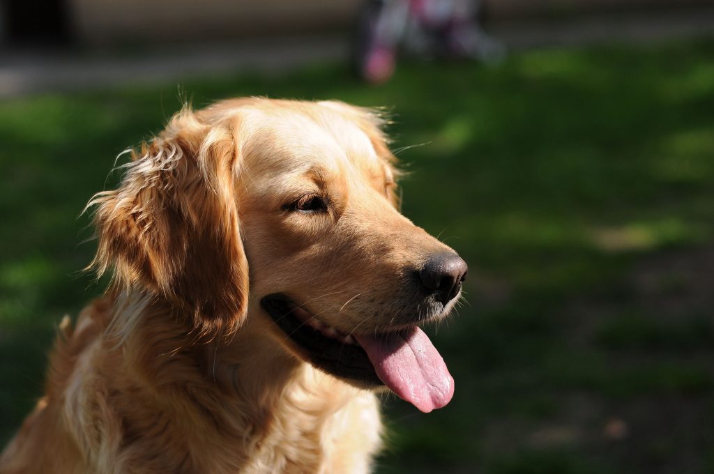 Cachorro Golden Retriever