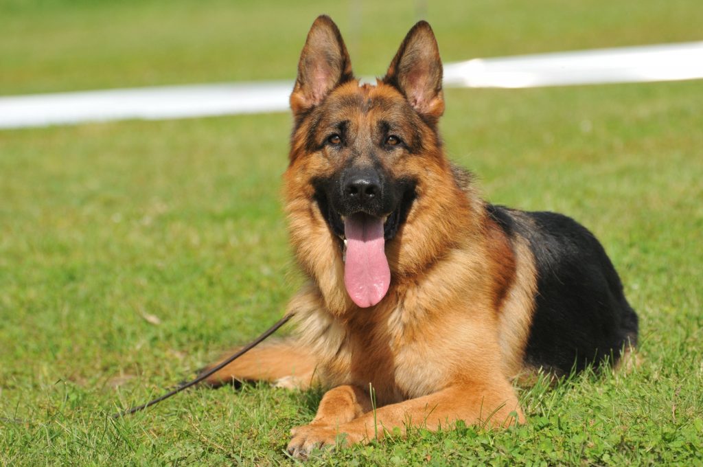 Cachorro Pastor Alemão