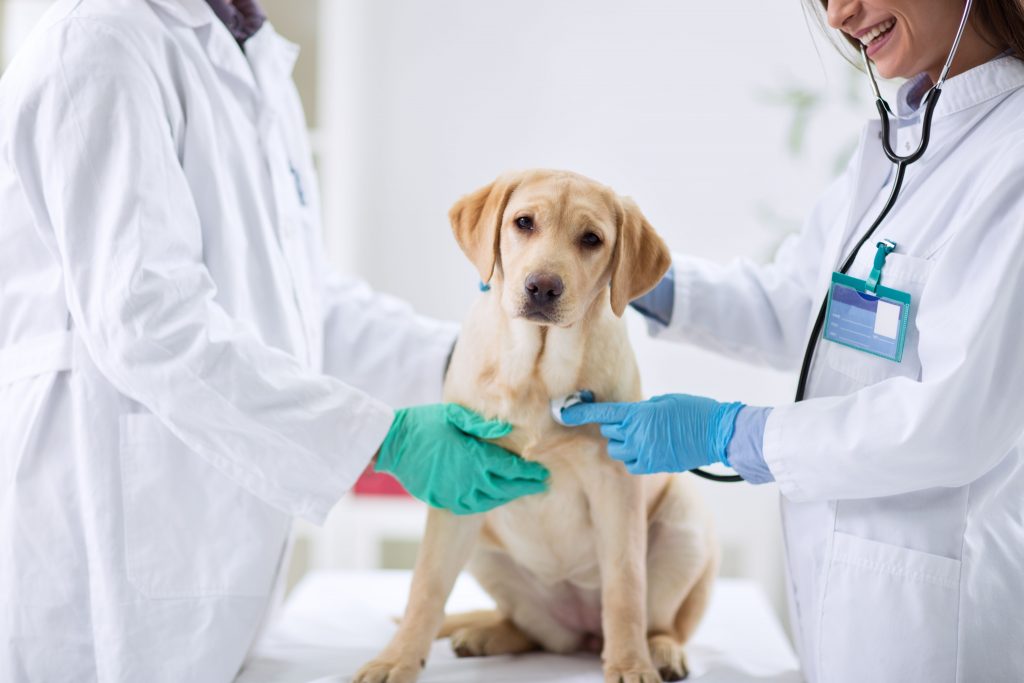 Cachorro no veterinário