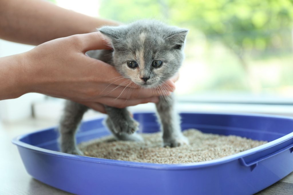 Gato filhote usando a caixa de areia