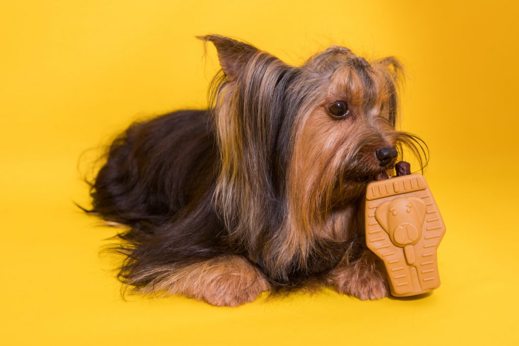 Brinquedo recheável para cachorro do BOX.Petiko