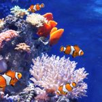 Curiosidades sobre os peixes no oceano