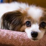 Fevereiro Roxo: prevenção de doenças neurodegenerativas em pets idosos