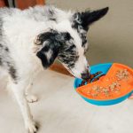 3 maneiras de promover enriquecimento alimentar aos pets