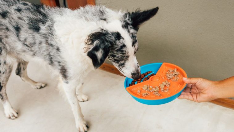 3 maneiras de promover enriquecimento alimentar aos pets