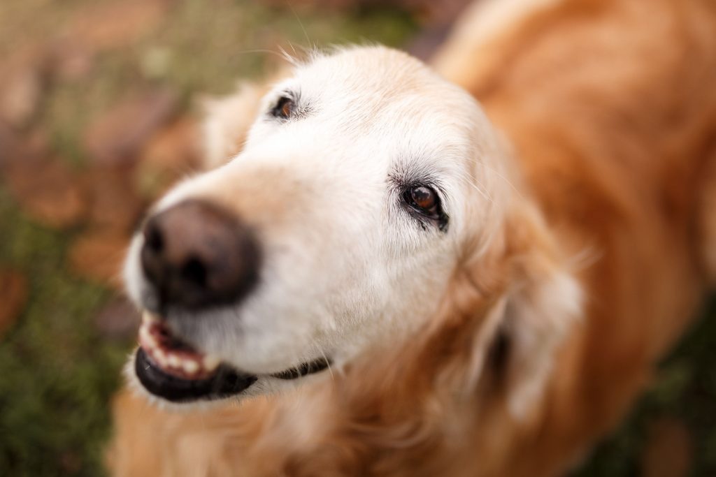 Fevereiro Roxo: prevenção de doenças neurodegenerativas em pets idosos