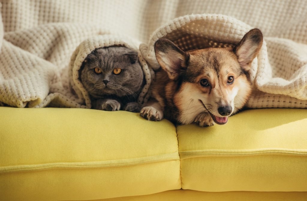 Fevereiro Roxo: prevenção de doenças neurodegenerativas em pets idosos