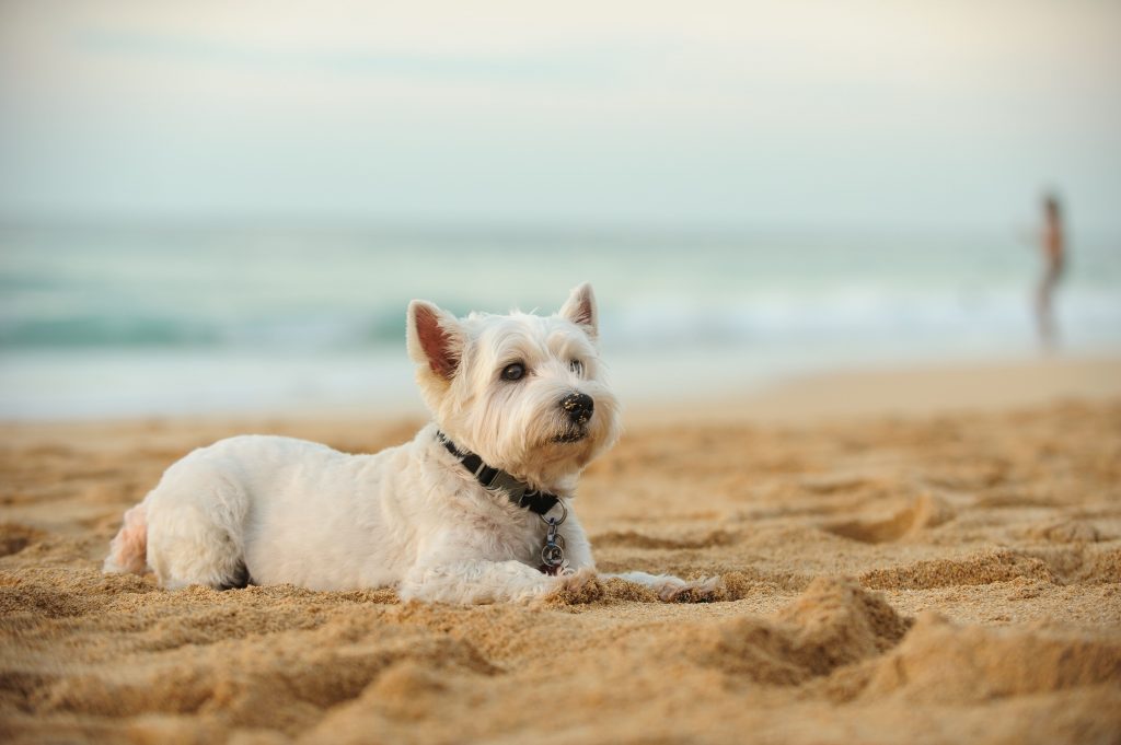 O que preciso saber para levar meu cachorro à praia?