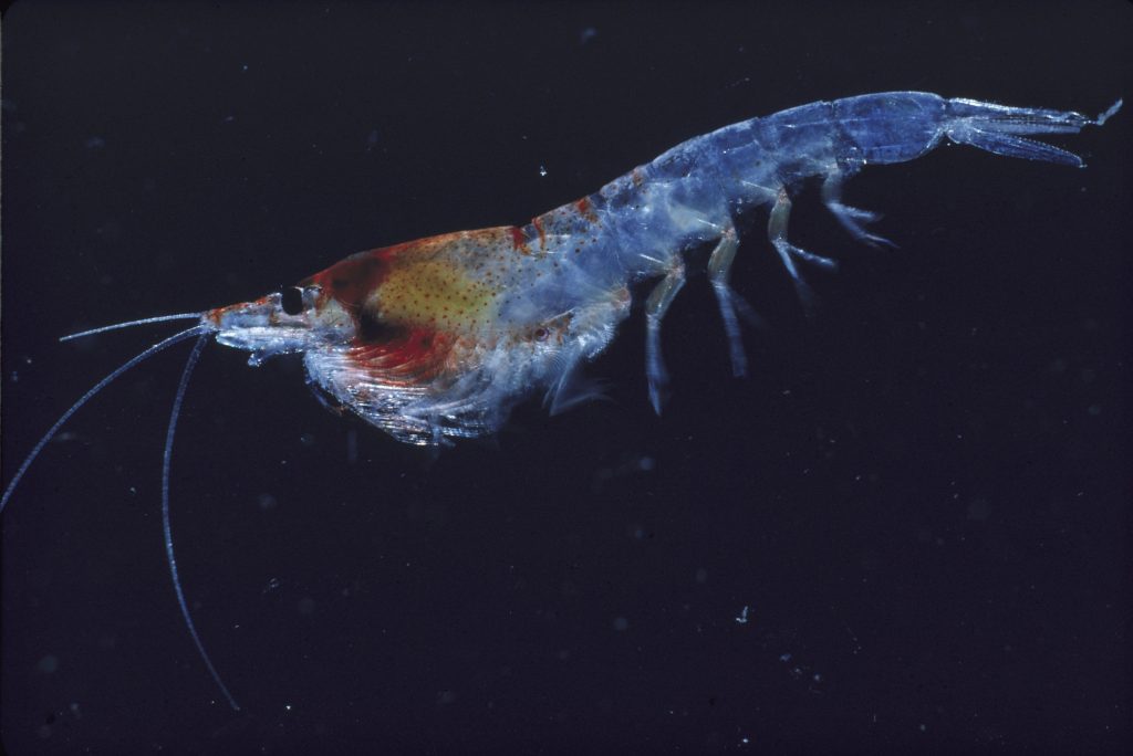 Krill no oceano