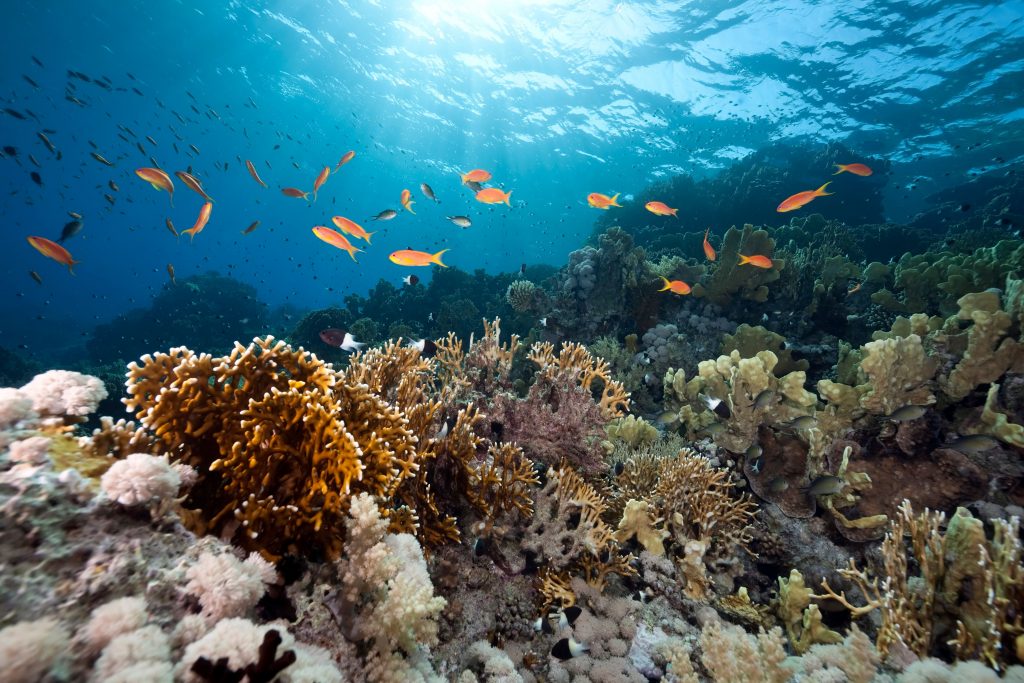 Peixes no oceano