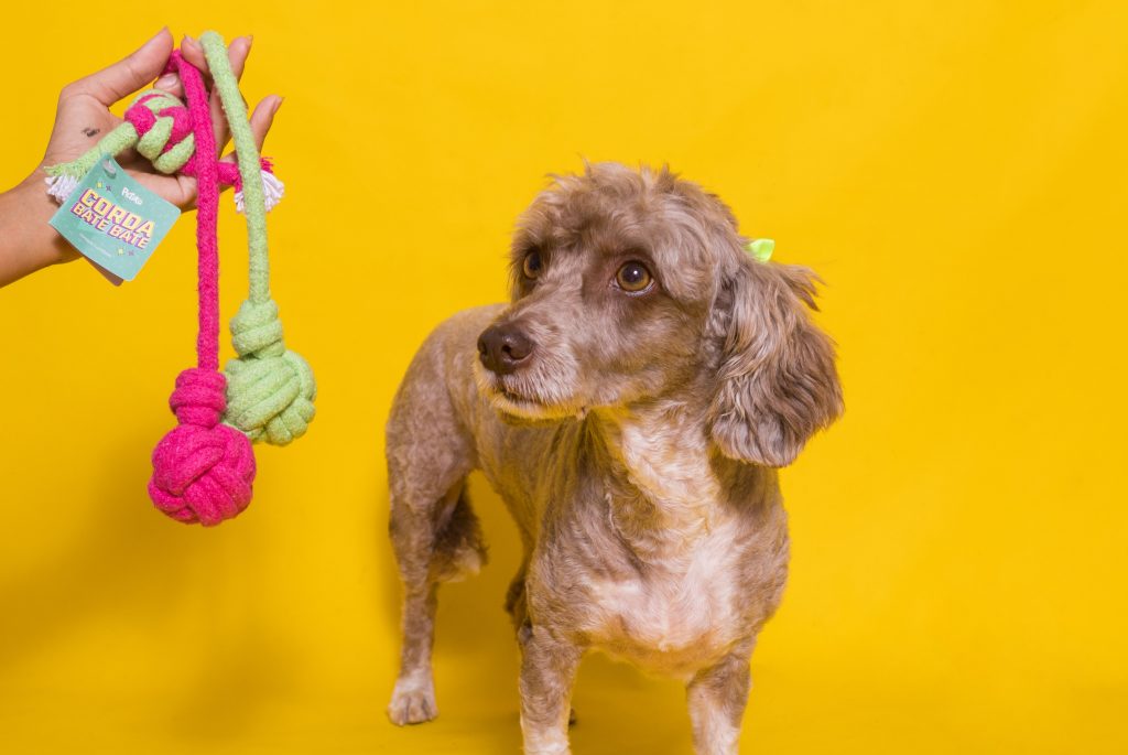 Brinquedo de corda enviado no BOX.Petiko para cachorro