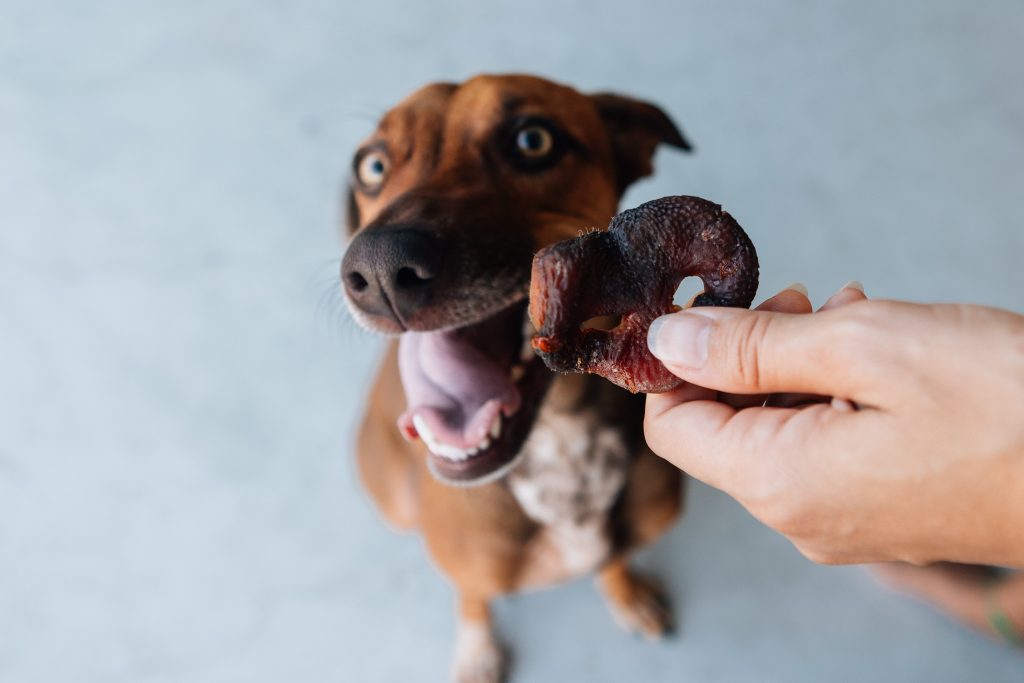 Focinho Suíno – Churrasquito enviado no BOX.Petiko para cães