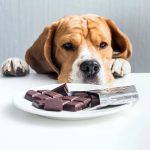 Entenda por que os pets não podem comer chocolate