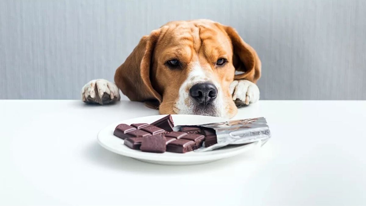 Entenda por que os pets não podem comer chocolate