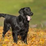 Conheça os cuidados com os pets no outono