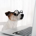 Loja Petiko na Shopee