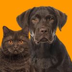 Abril Laranja: prevenção contra a crueldade animal