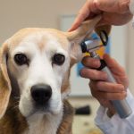 Otite canina: tudo o que você precisa saber sobre essa doença