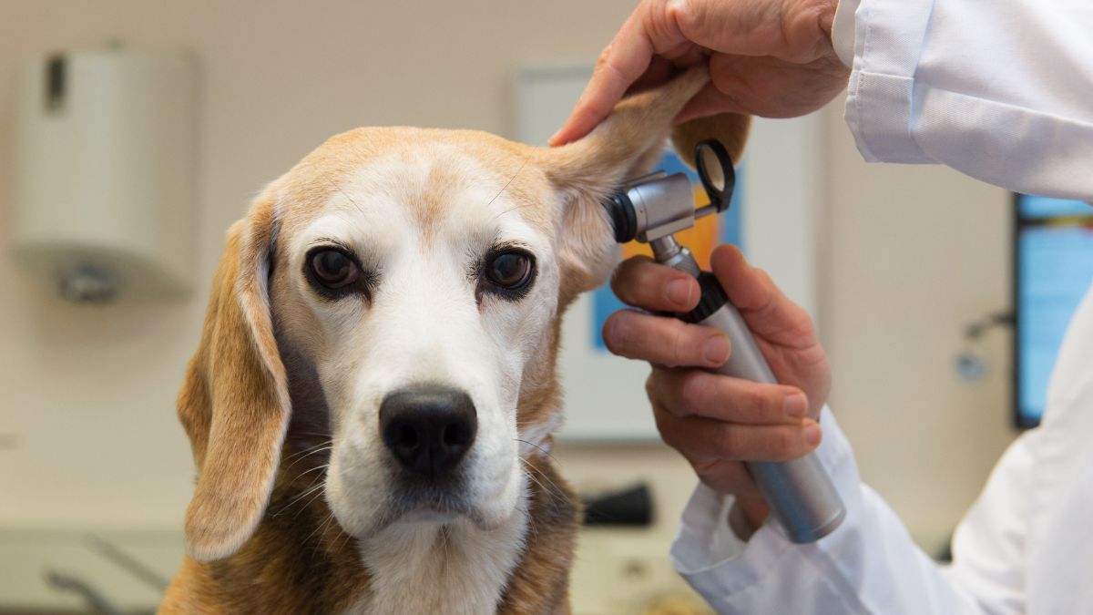 Otite canina: saiba tudo sobre essa doença