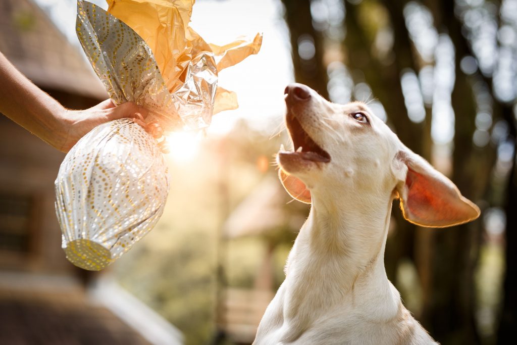 Entenda por que os pets não podem comer chocolate