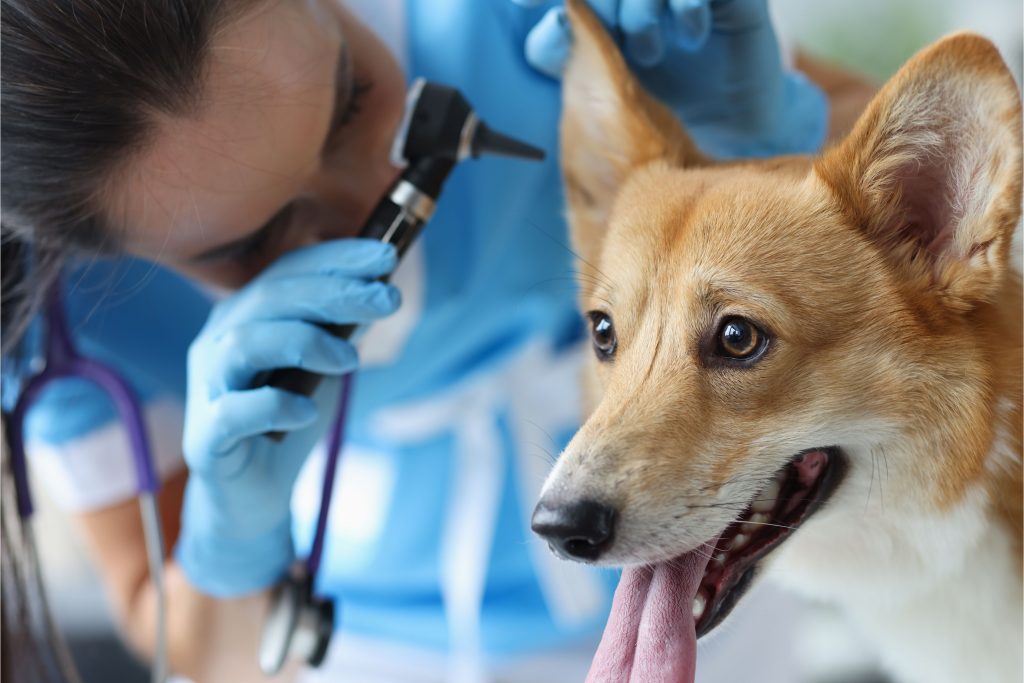 Veterinária examinando cachorro com otite canina