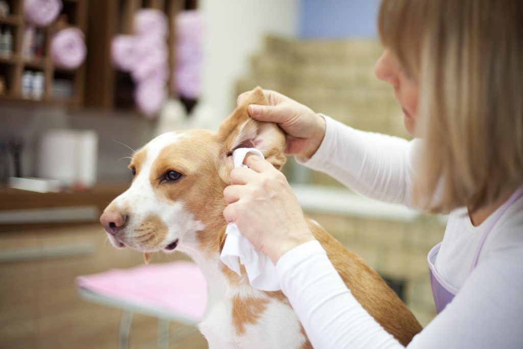 Tutora limpando orelha de cachorro com otite canina