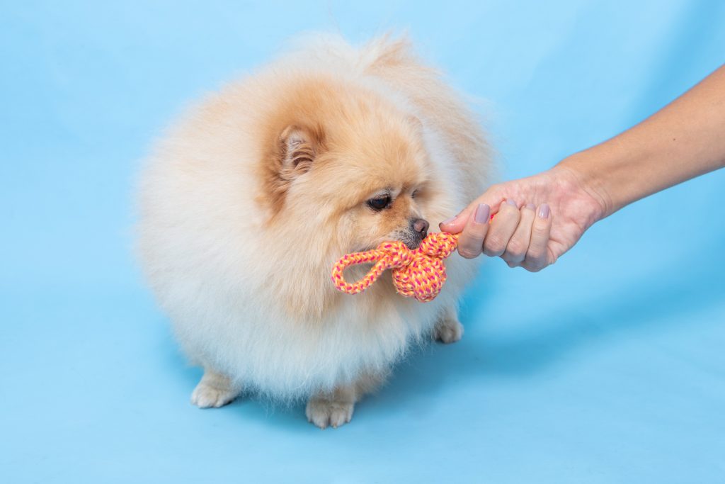 Brinquedo de corda enviado no BOX.Petiko para cães