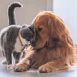 Suplementos para pet: Commplet Mix