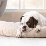 Gravidez psicológica em pets: saiba como identificar