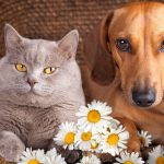 Aromaterapia para pets: conheça os benefícios