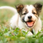 Brinquedos para filhotes de cachorro: confira as opções