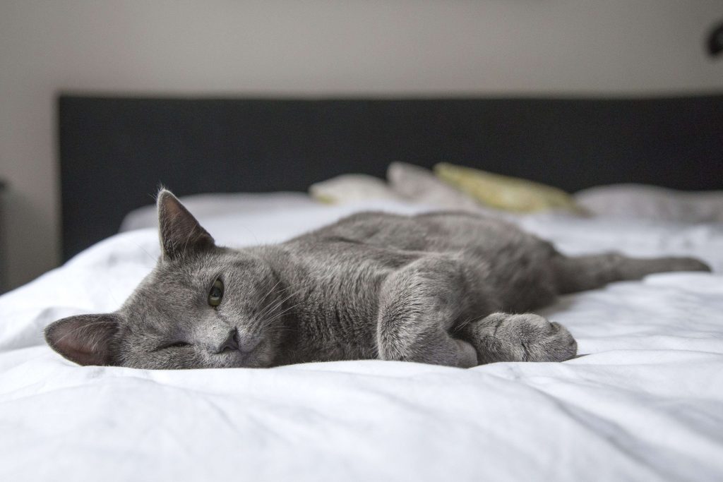 Gato deitado na cama