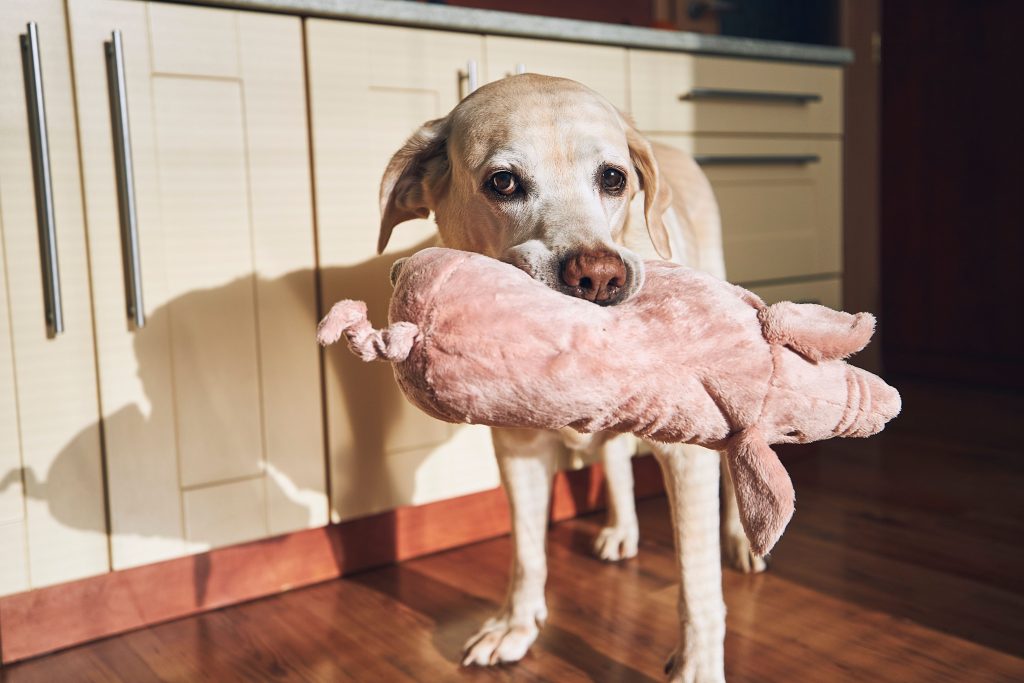 Cachorro com brinquedo de pelúcia