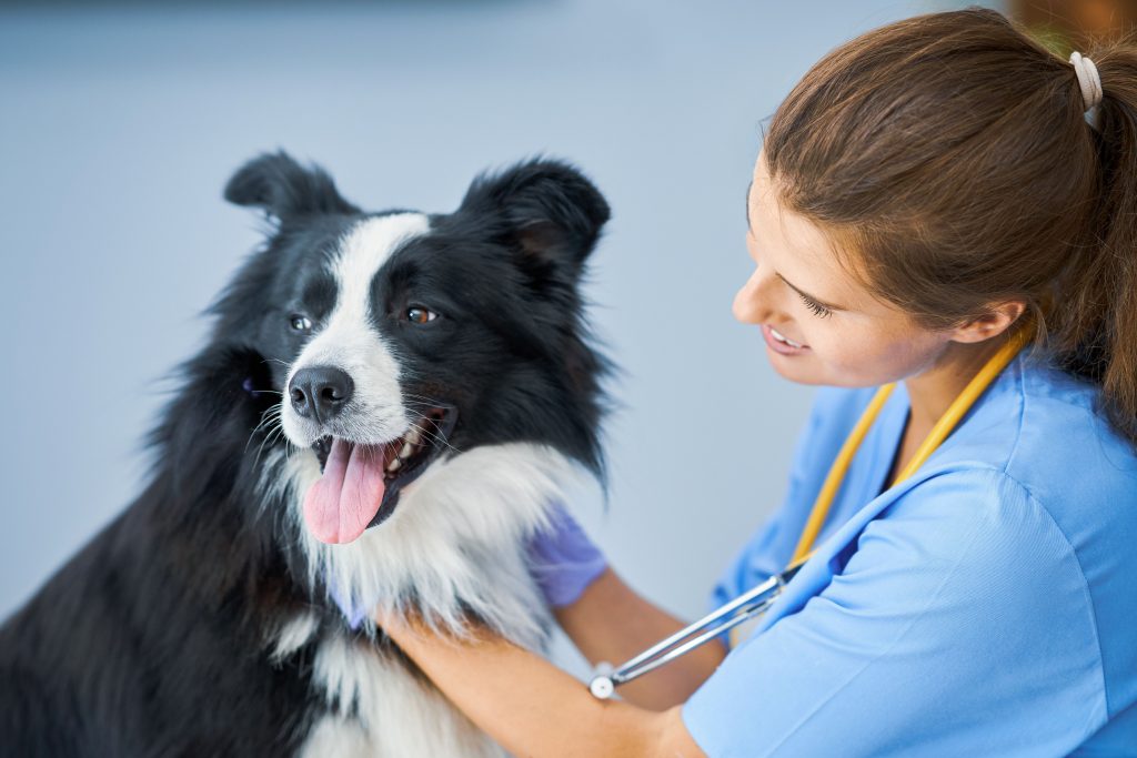 Cachorro no veterinário