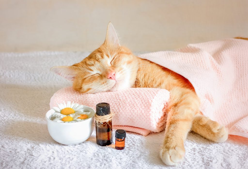 Aromaterapia para gatos