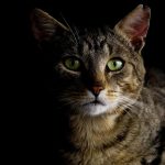 Por que os olhos dos gatos brilham no escuro?