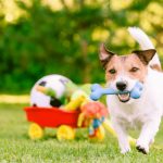 Por que os cães amam brinquedos que emitem som?