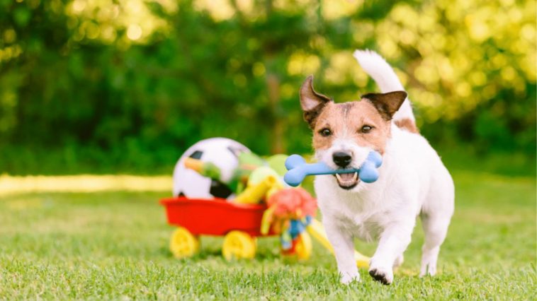Por que os cães amam brinquedos que emitem som?