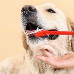 Escovando os dentes de cachorro para evitar o tártaro