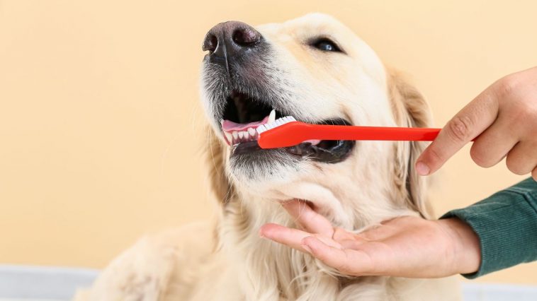 Escovando os dentes de cachorro para evitar o tártaro
