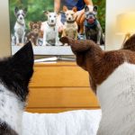 Cães assistindo televisão