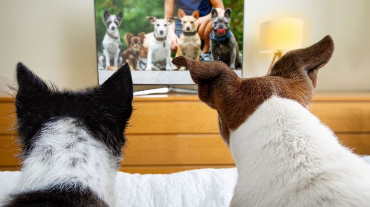 Cães assistindo televisão