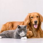 Pets - cachorro e gato juntos