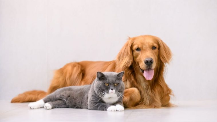 Pets - cachorro e gato juntos